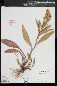 Solidago sempervirens image