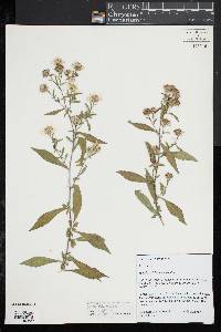 Symphyotrichum lanceolatum image