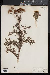 Tanacetum vulgare image