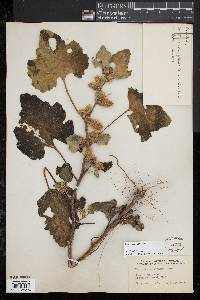 Xanthium strumarium image