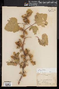 Xanthium strumarium image