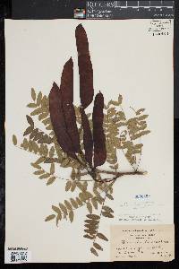 Gleditsia triacanthos image