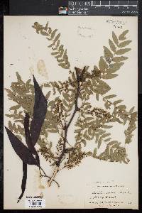 Gleditsia triacanthos image