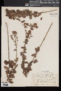 Lespedeza hirta image