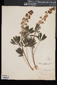 Lupinus perennis image