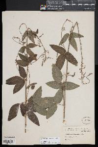 Desmodium perplexum image