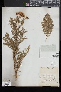 Tanacetum vulgare image