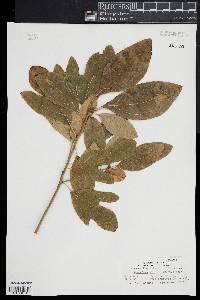 Sassafras albidum image