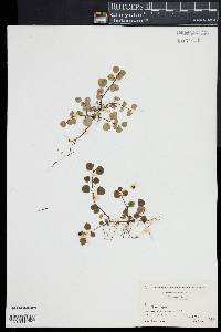 Mitchella repens image