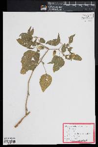 Physalis philadelphica image