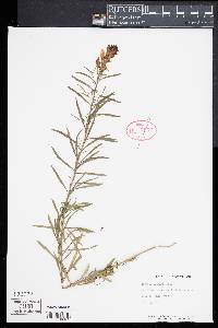 Linaria vulgaris image