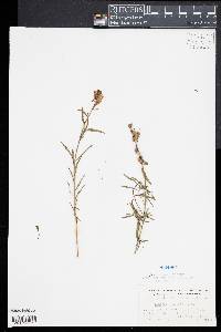 Linaria vulgaris image