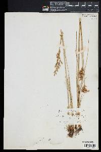 Juncus dichotomus image