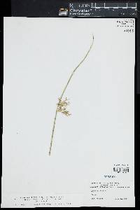 Juncus effusus image