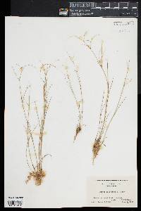 Juncus pelocarpus image