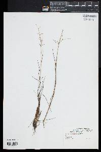 Juncus pelocarpus image