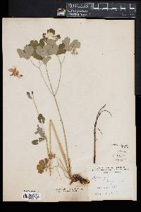 Aquilegia vulgaris image