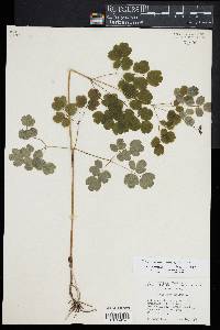 Thalictrum pubescens image