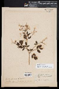 Thalictrum revolutum image