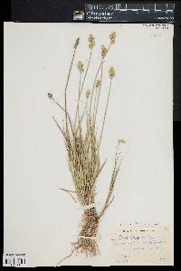 Carex albolutescens image