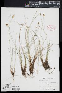 Carex exilis image