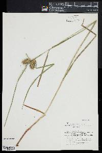 Carex lurida image