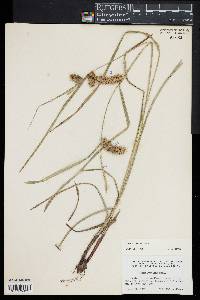 Carex lurida image