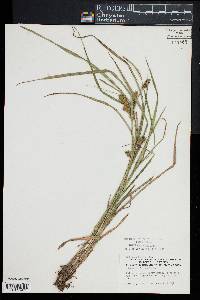 Carex lurida image