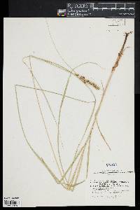 Carex vulpinoidea image