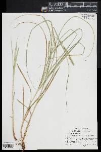 Carex vulpinoidea image