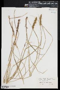 Carex vulpinoidea image