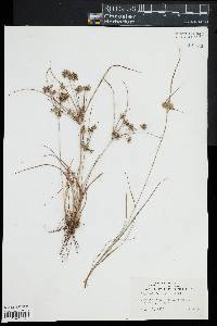 Cyperus filiculmis image