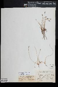 Eleocharis palustris image