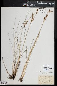 Juncus gerardii image