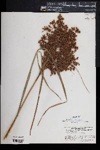 Scirpus cyperinus image