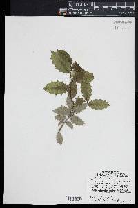 Ilex opaca image