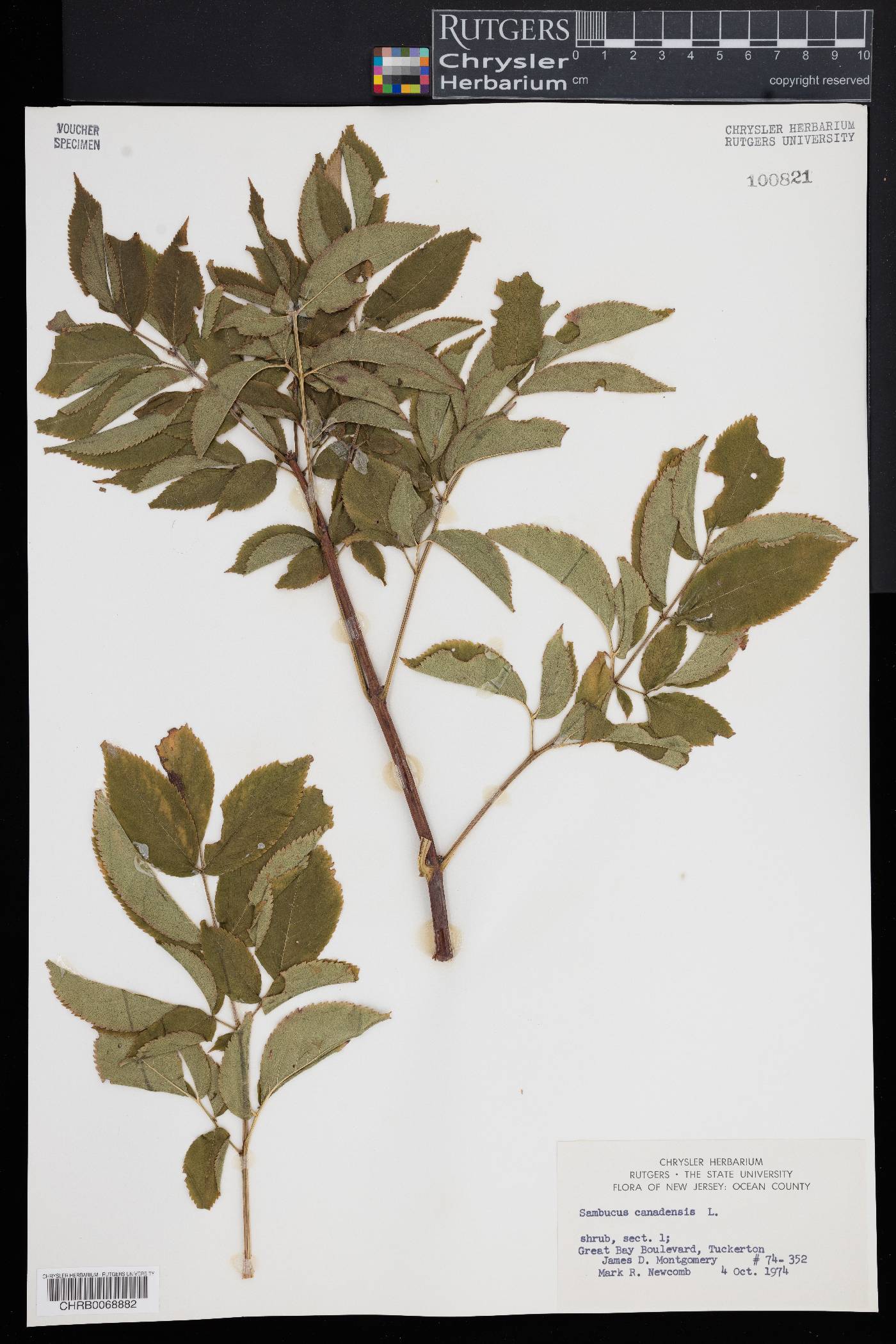 Sambucus nigra ssp. canadensis image