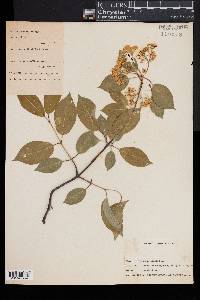 Viburnum prunifolium image