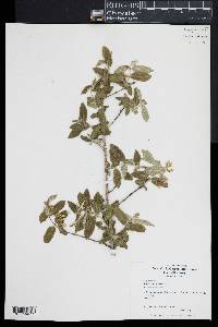 Lonicera morrowii image