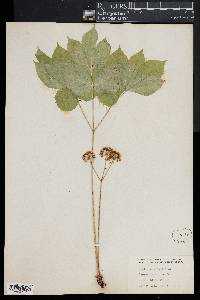 Aralia nudicaulis image