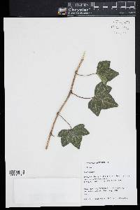 Hedera helix image