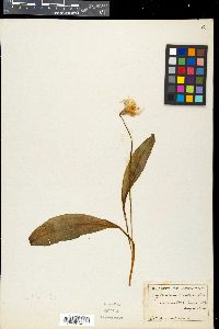 Image of Erythronium albidum