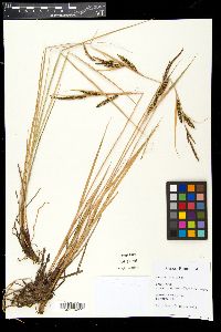 Carex vacillans image