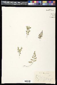 Asplenium montanum image