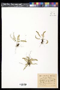 Asplenium trichomanes-ramosum image