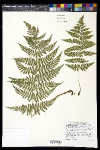 Dryopteris intermedia image