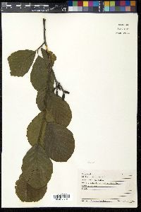 Image of Alnus rubra