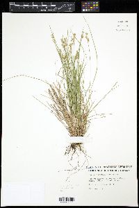 Carex echinata ssp. echinata image