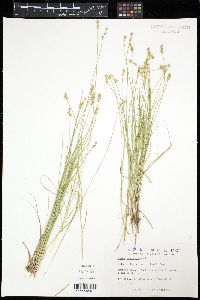 Carex echinata ssp. echinata image