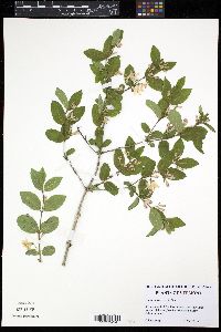 Lonicera morrowii image